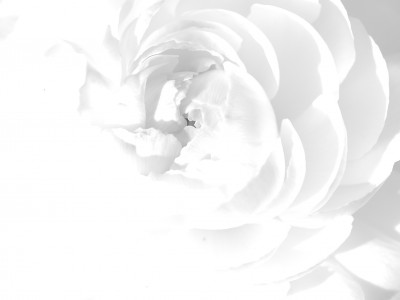 A single white rose in soft light